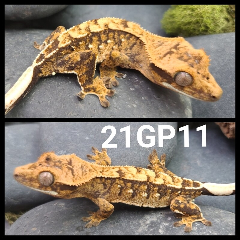 21GP11 Yellow based tiger crested gecko