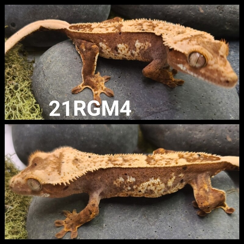 21RGM4 red harlequin crested gecko