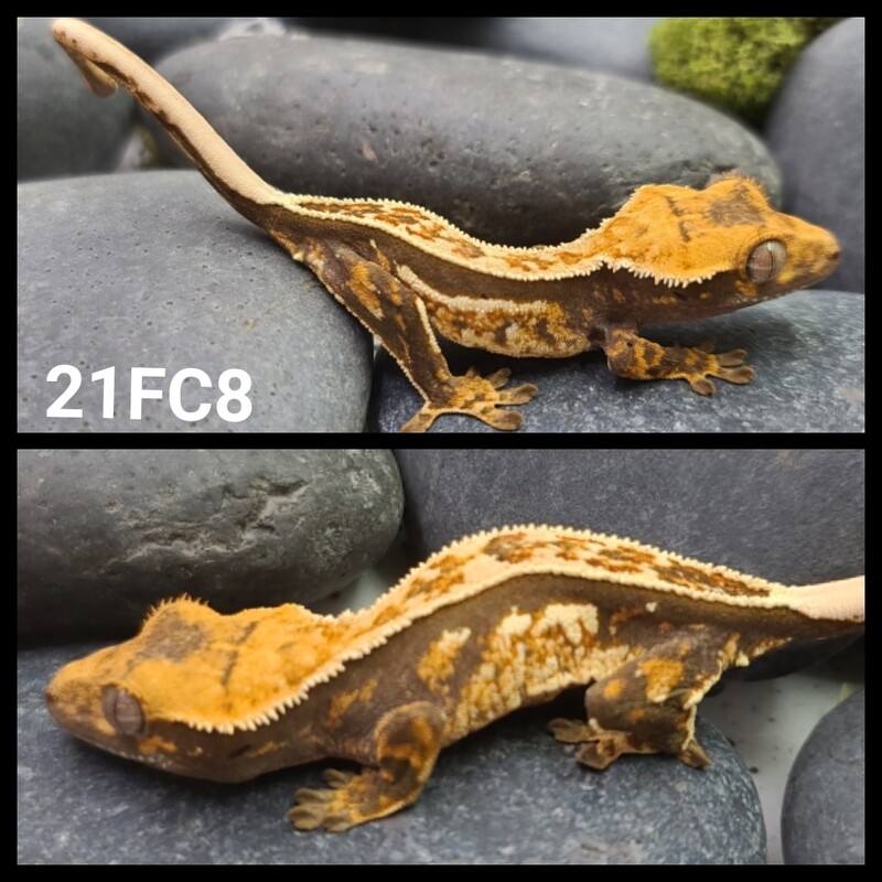 21FC8 Dark based pinstripe harlequin crested gecko