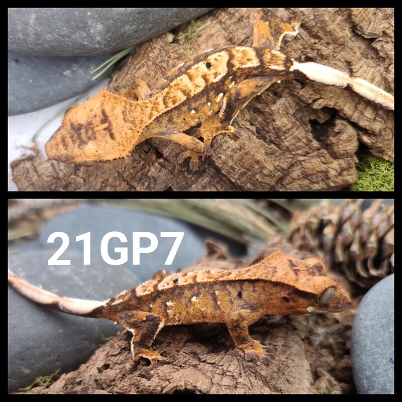 21GP7 Yellow based brindle crested gecko