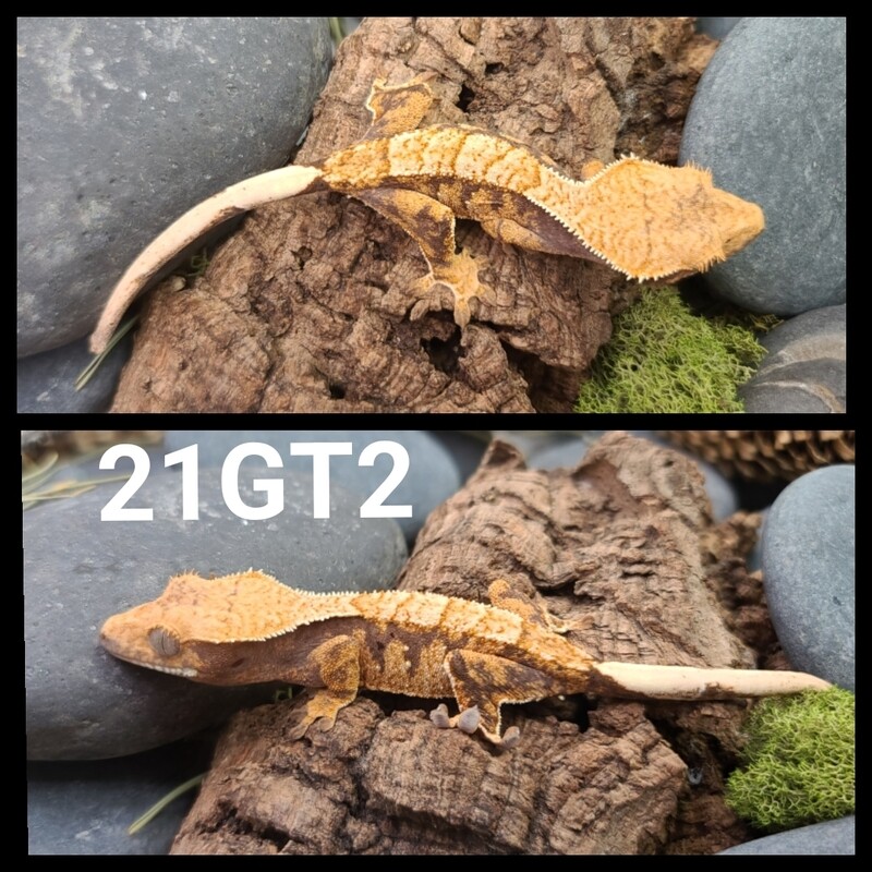 21GT2 Harlequin crested gecko