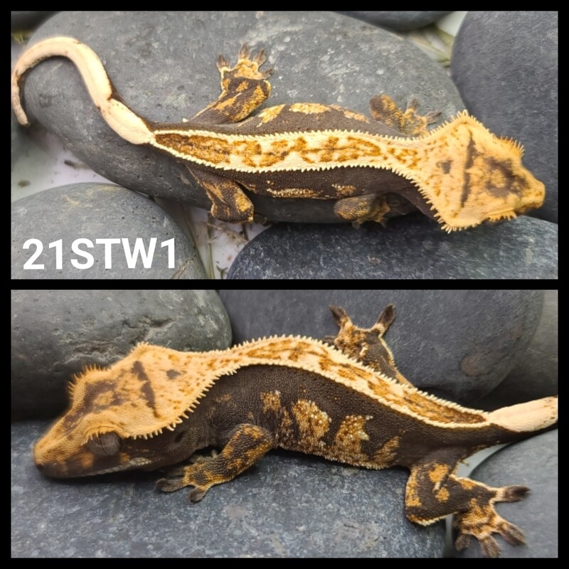 21STW1  Dark Harlequin crested gecko
