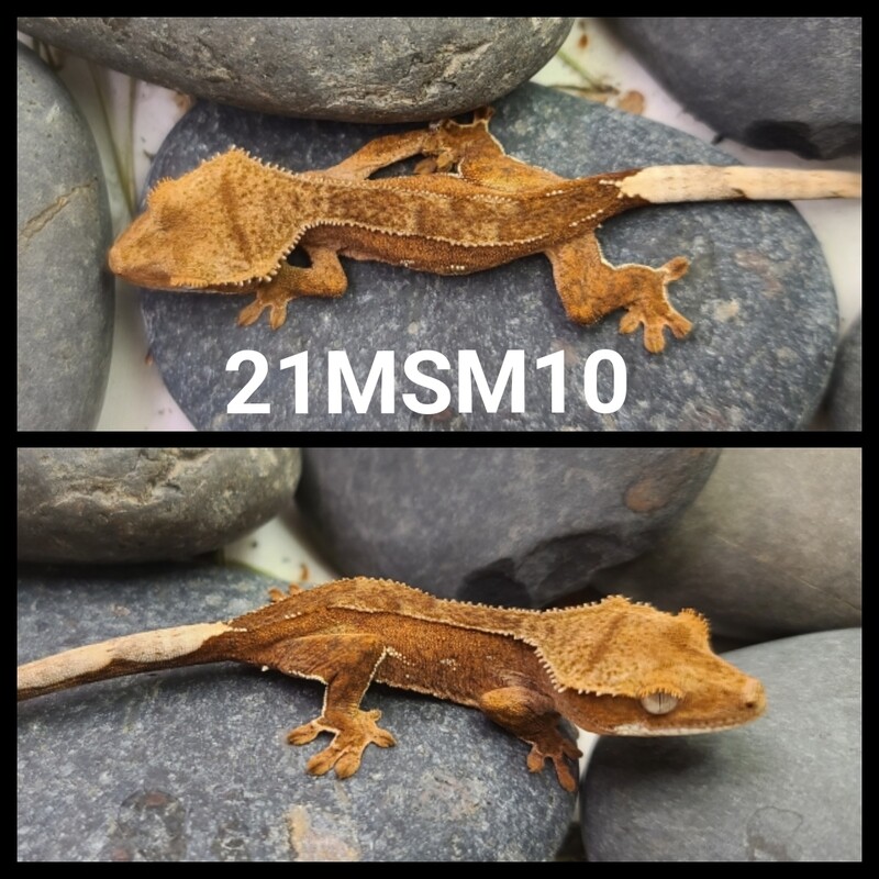 21MSM10 Red bicolor crested gecko