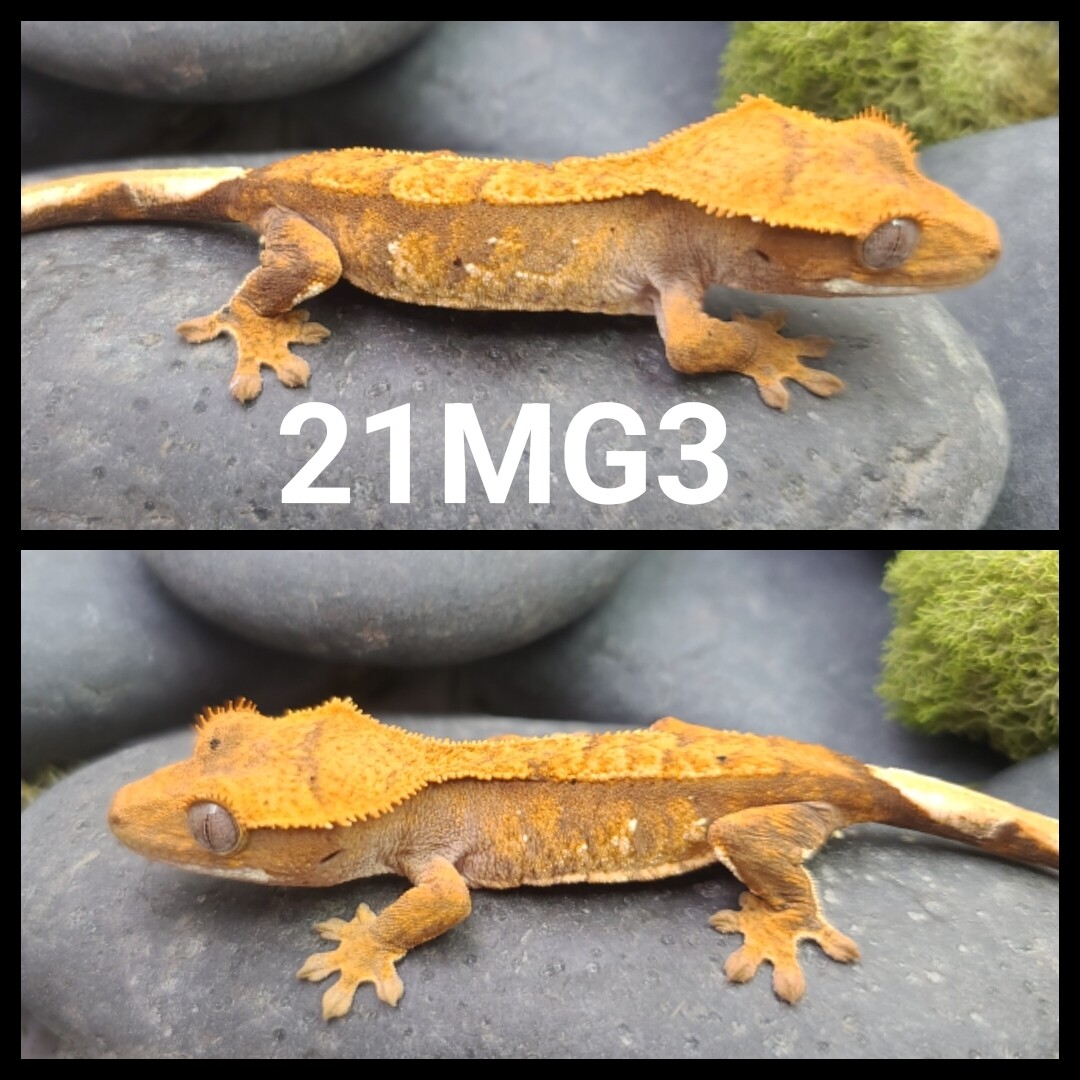 21MG3 Redbase harlequin crested gecko