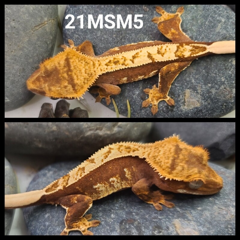 21MSM5 Red partial pin harlequin crested gecko