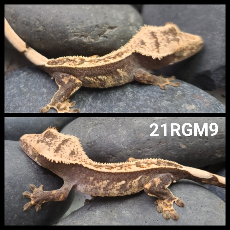 21RGM9 dark based harlequin pinstripe crested gecko