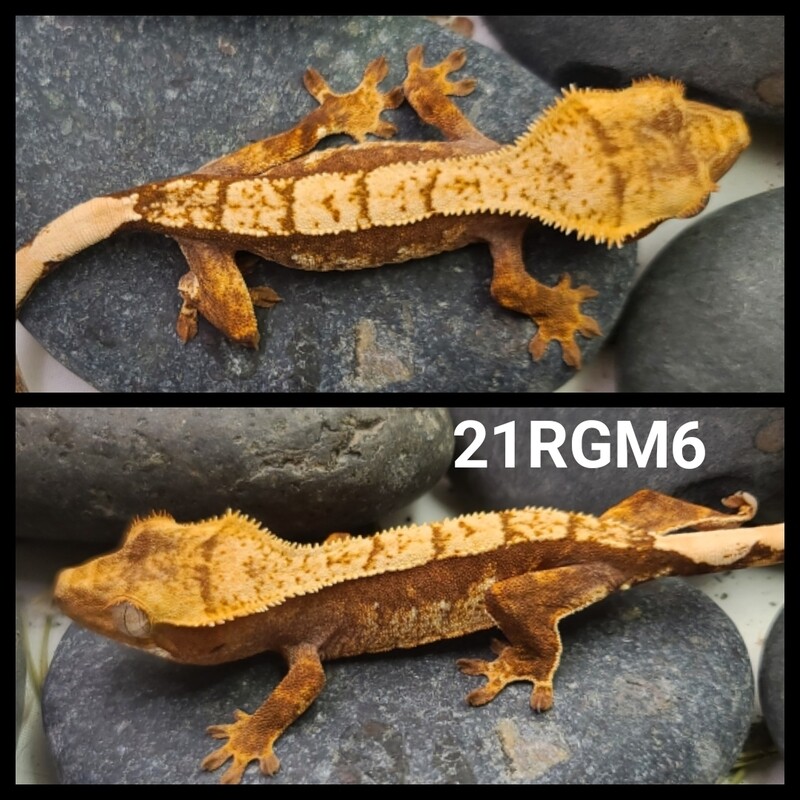21RGM6 Red based harlequin crested gecko