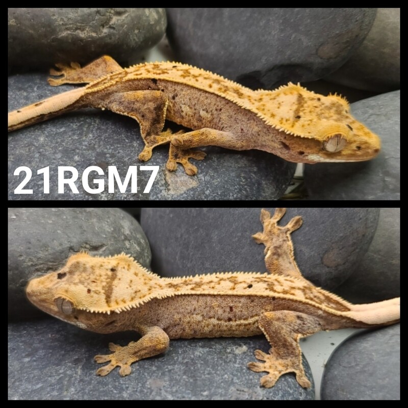 21RGM7 red based dalmatian crested gecko