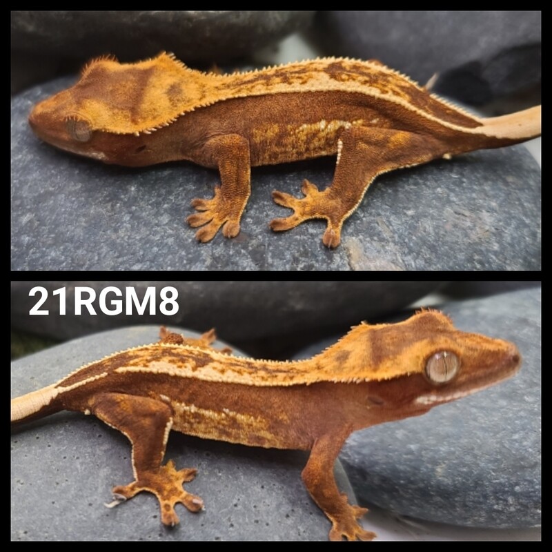 21RGM8 Red based partial pinstripe crested gecko