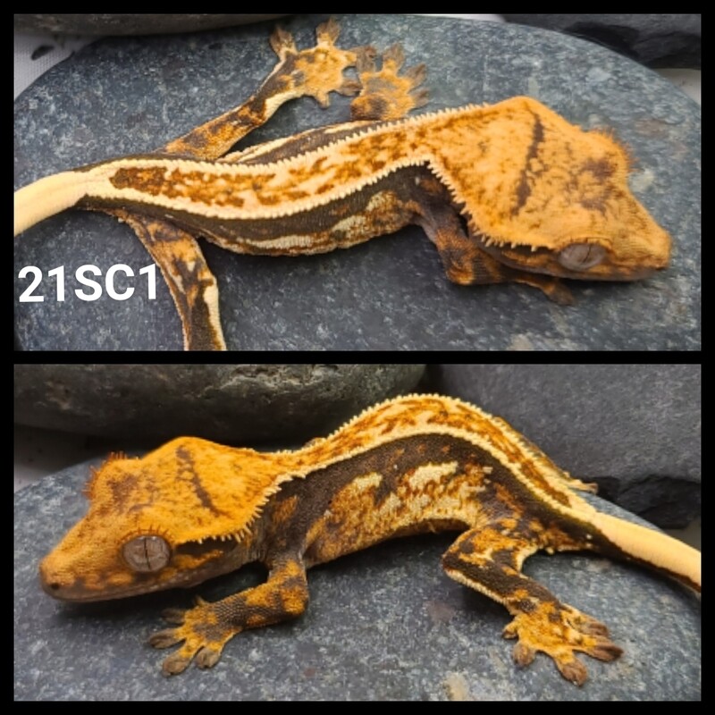 21SC1 Tricolor pinstripe crested gecko