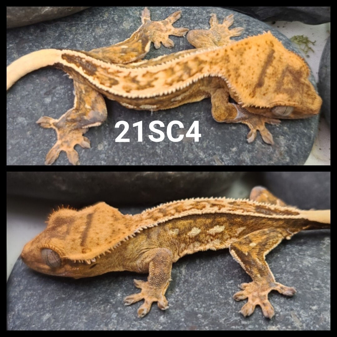 21SC4 Yellow based pinstripe  crested gecko