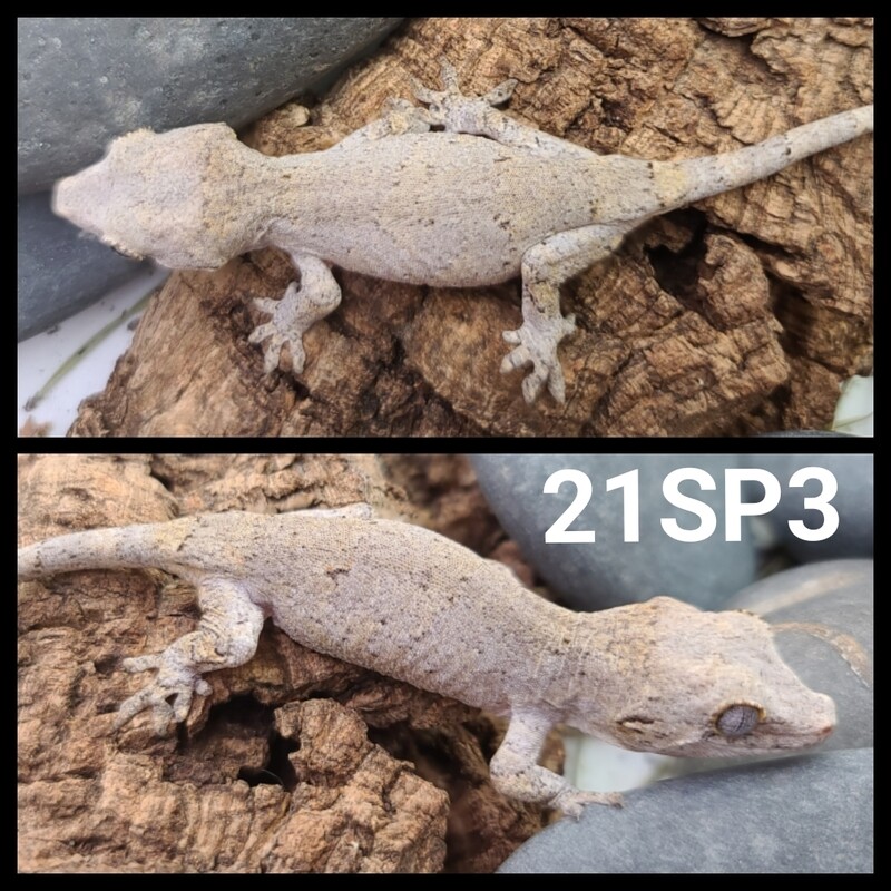 21SP3 yellow gargoyle gecko