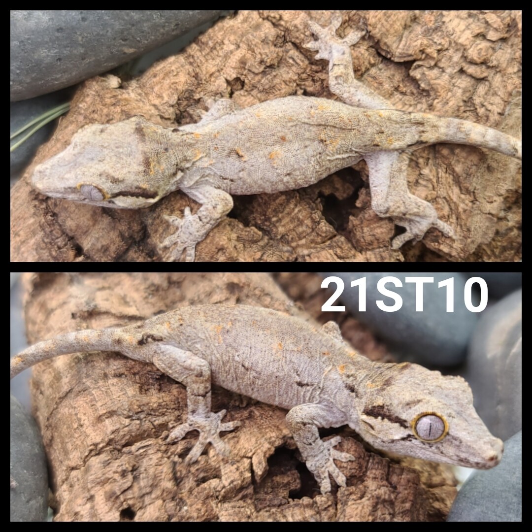 21ST10 orange blotch gargoyle gecko