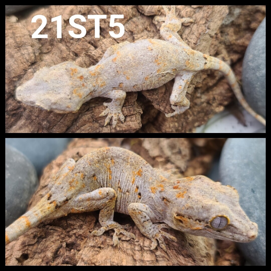 21ST5 orange blotch gargoyle gecko