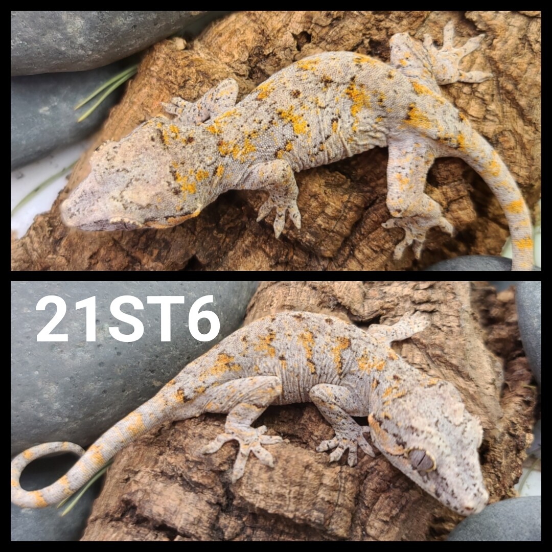 21ST6 Orange blotch reticulated gargoyle gecko