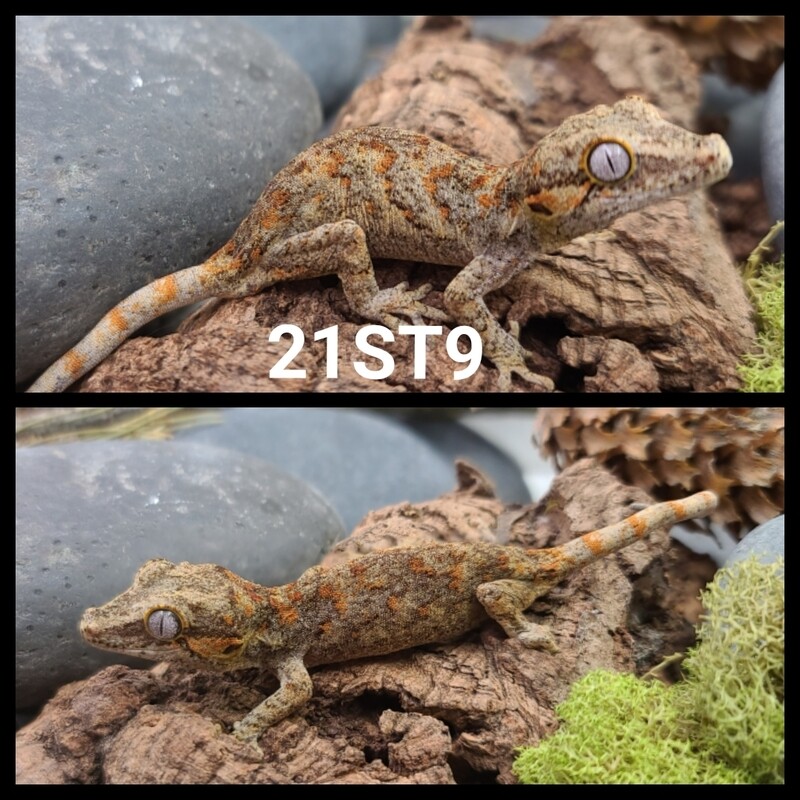 21ST9 Orange blotch reticulated gargoyle gecko