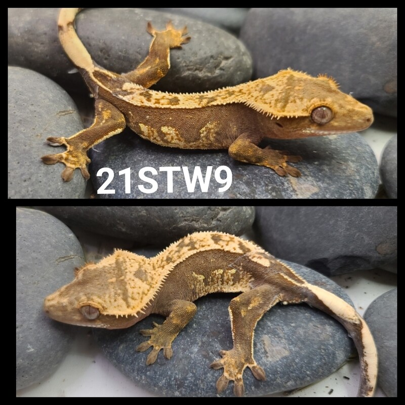 21STW9 partial pin harlequin crested gecko