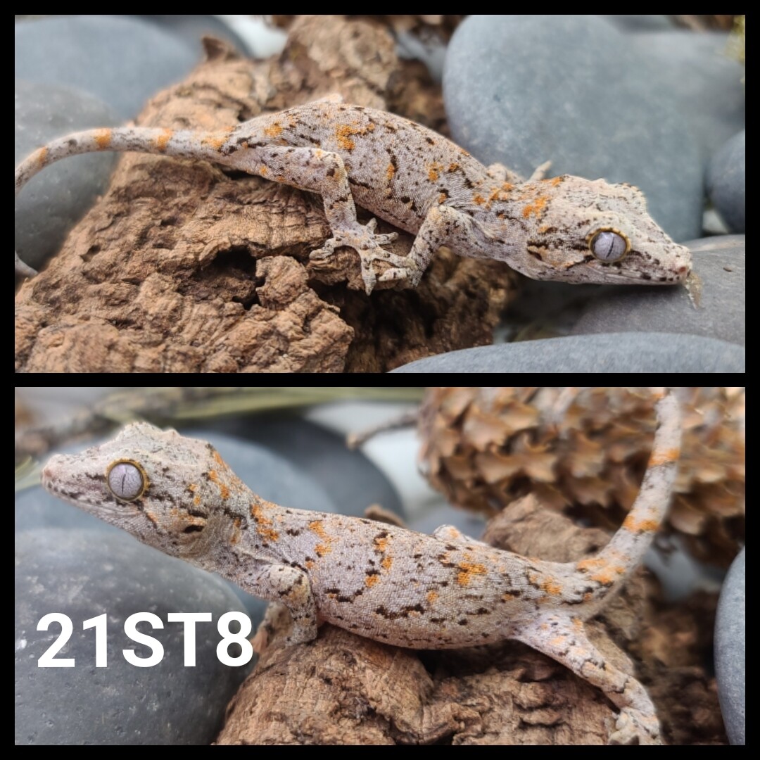 21ST8 orange blotch reticulated gargoyle gecko