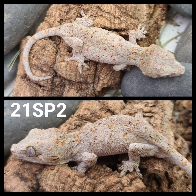 21SP2 orange blotch gargoyle gecko