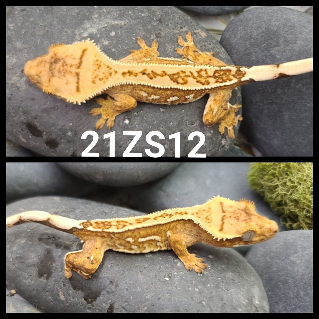 21ZS12 Yellow based partial pin harlequin crested gecko
