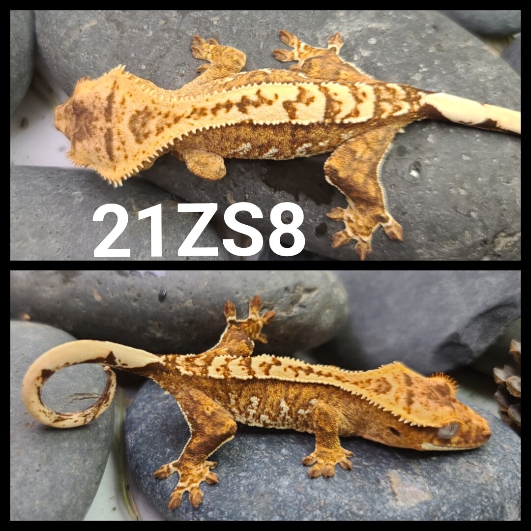 21ZS8 Yellow based harlequin crested gecko