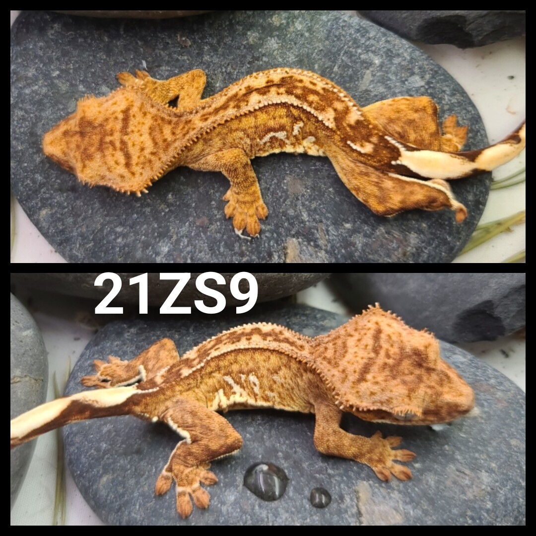 21ZS9 Yellow based harlequin phantom crested gecko