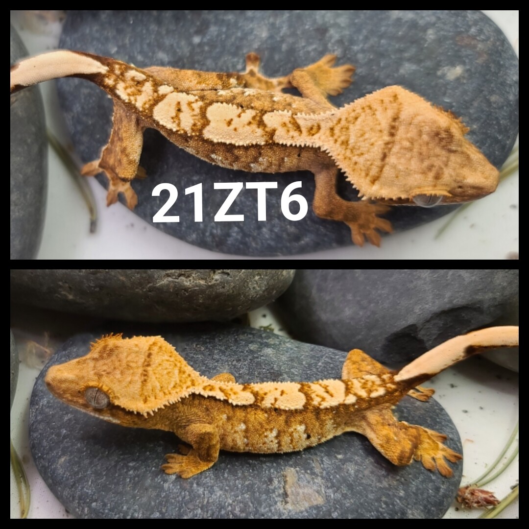 21ZT6 yellow based brindle harlequin crested gecko