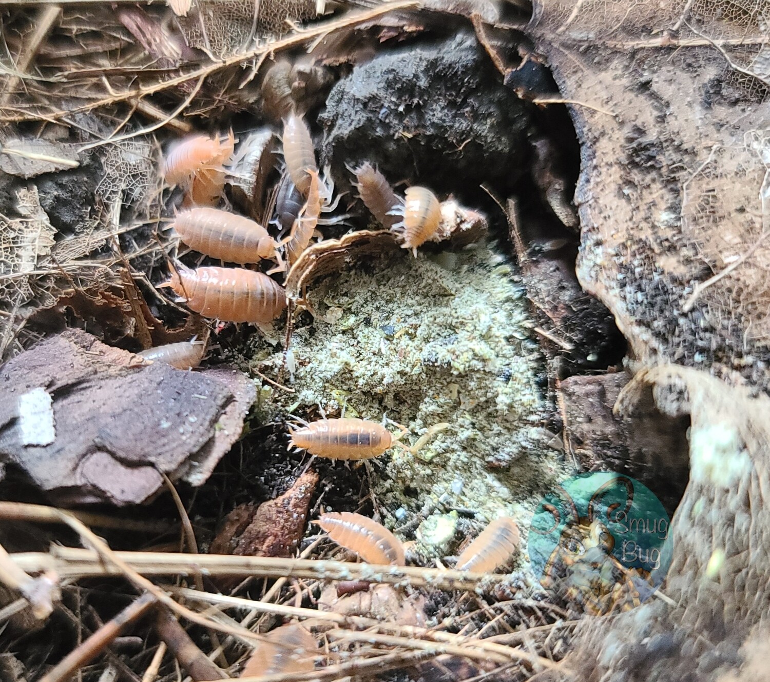 Smug Grub Isopod Food Blend