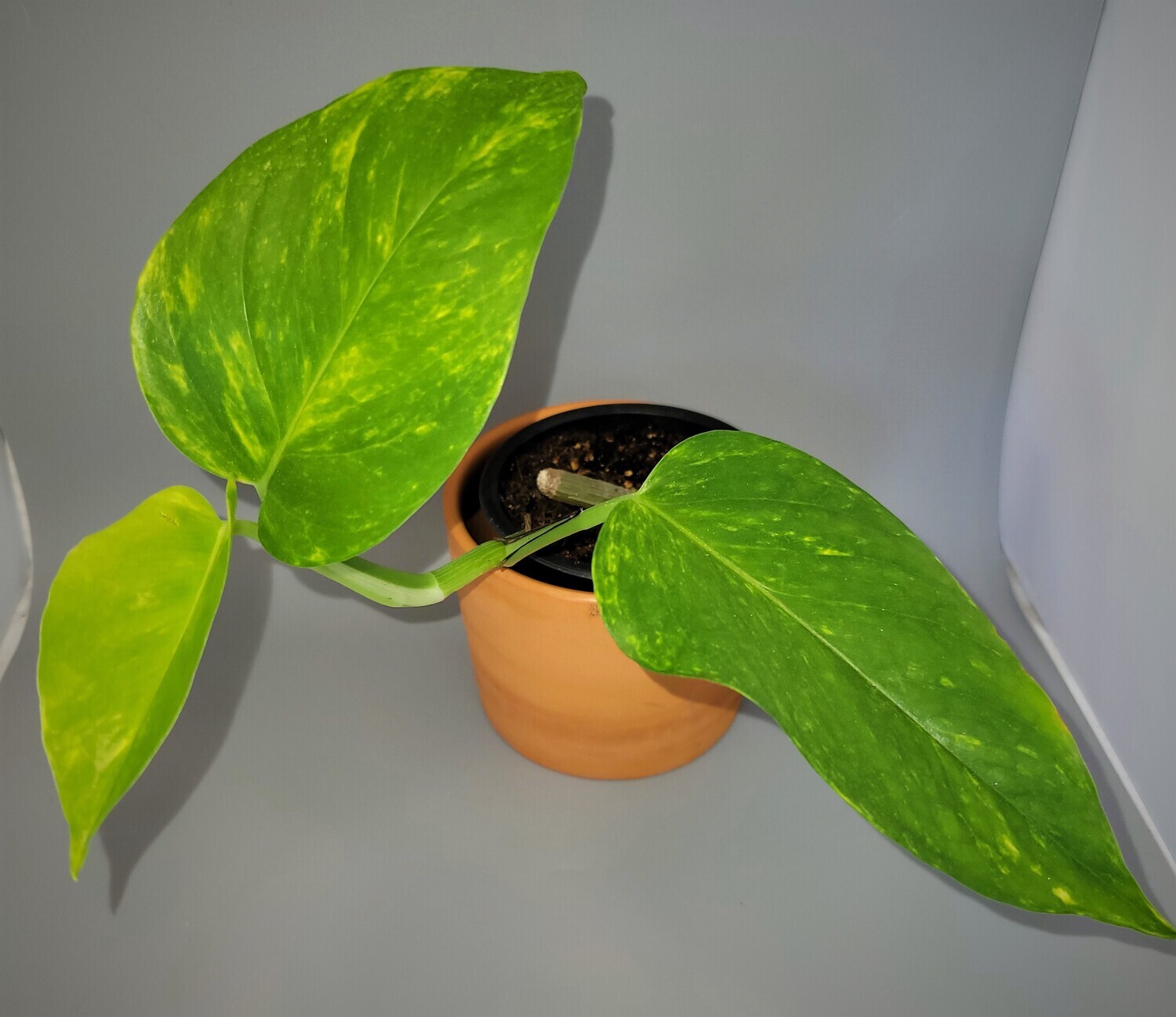 Epipremnum aureum 'Golden Pothos'