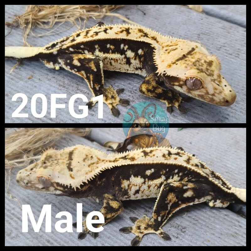 20FG1 - Juvenile male crested gecko, Pinstripe high white dark based