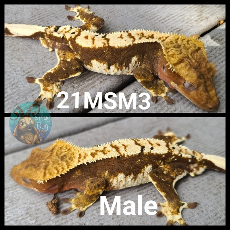 20MSM3 Juvenile male - harlequin crested gecko