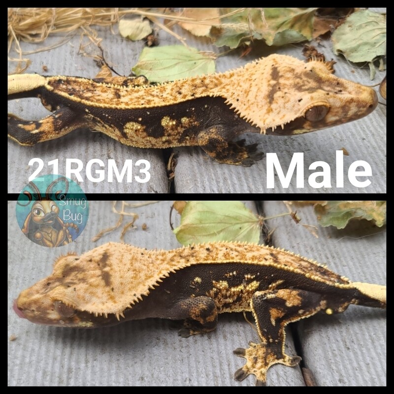 21RGM3 Male Dark based harlequin crested gecko