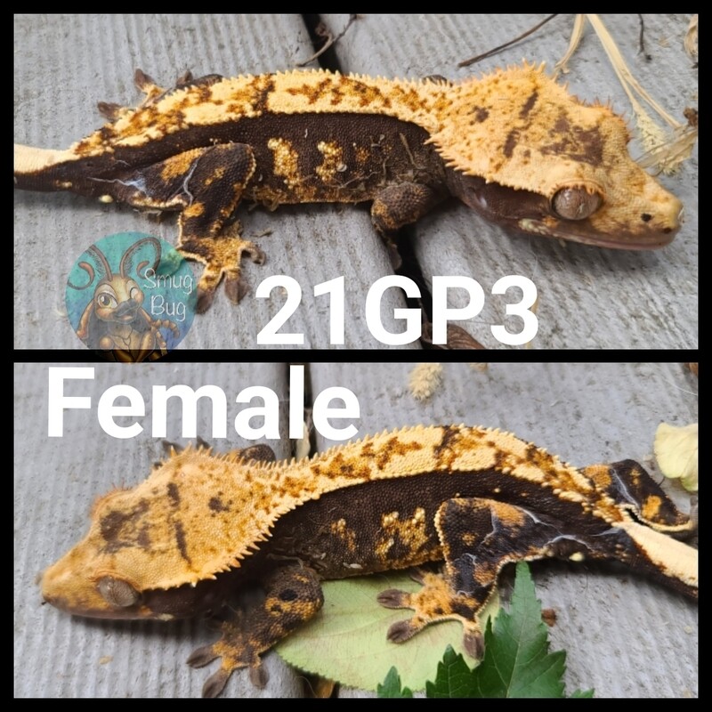 21GP3 Female Dark based harlequin crested gecko