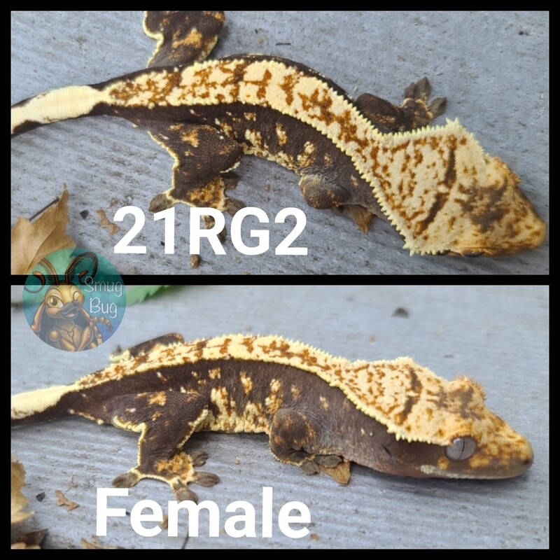 21RG2 dark based harlequin crested gecko