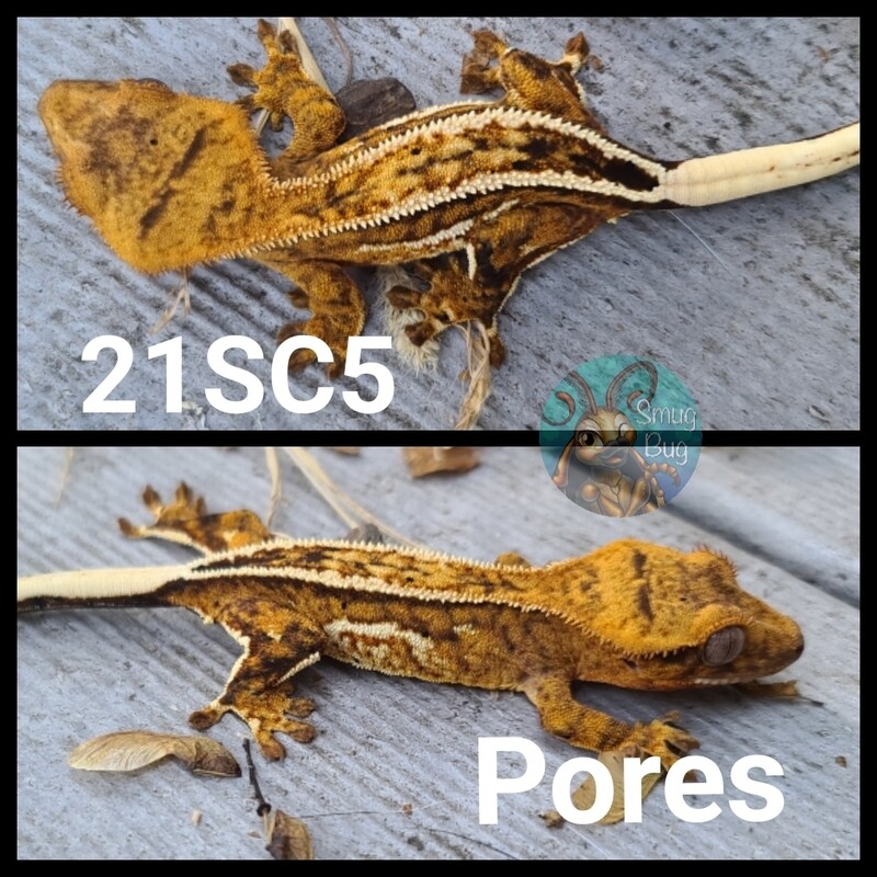 21SC5 Yellow based pinstripe crested gecko