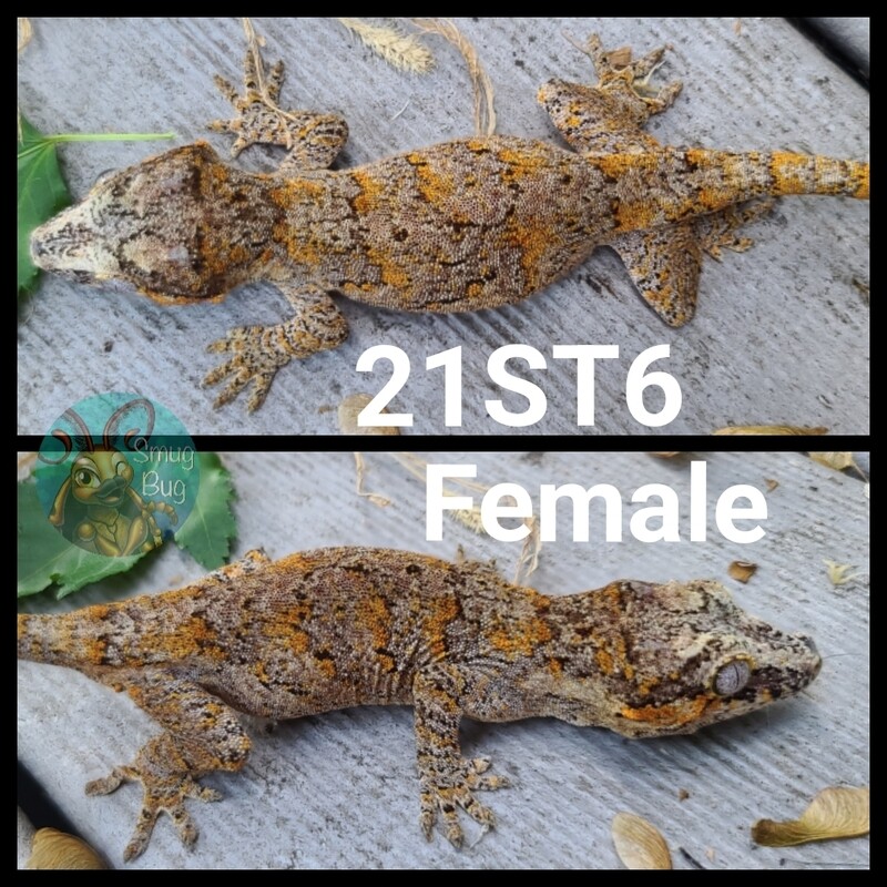 21ST6 Orange superblotch reticulated gargoyle gecko