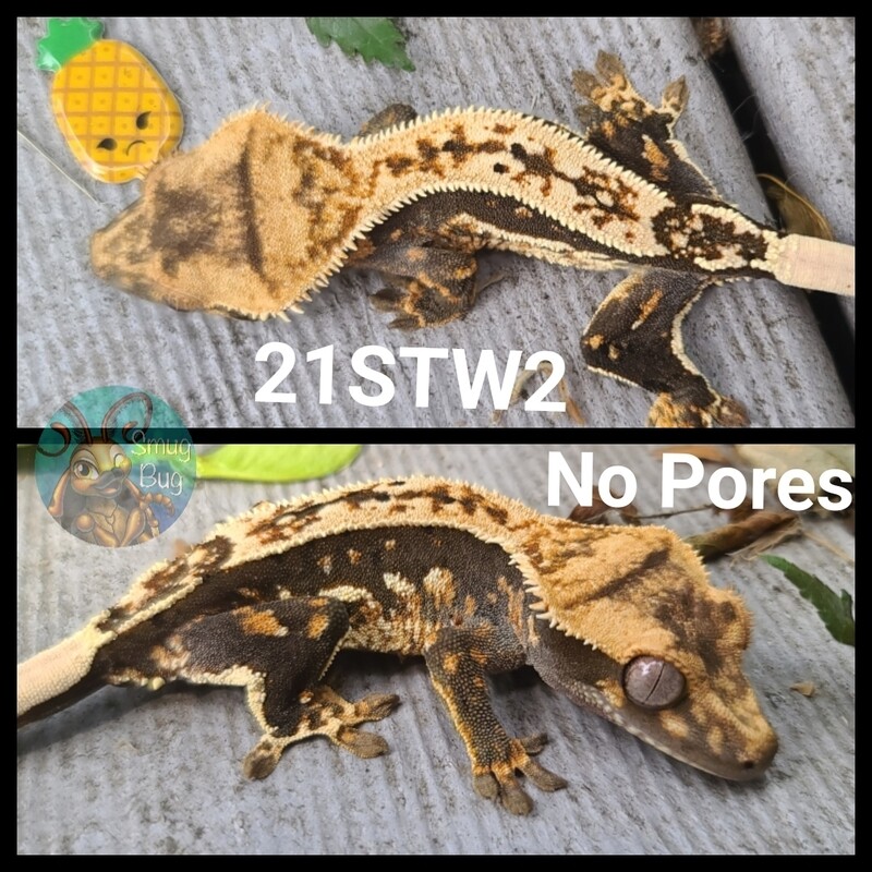 21STW2 partial pin harlequin crested gecko