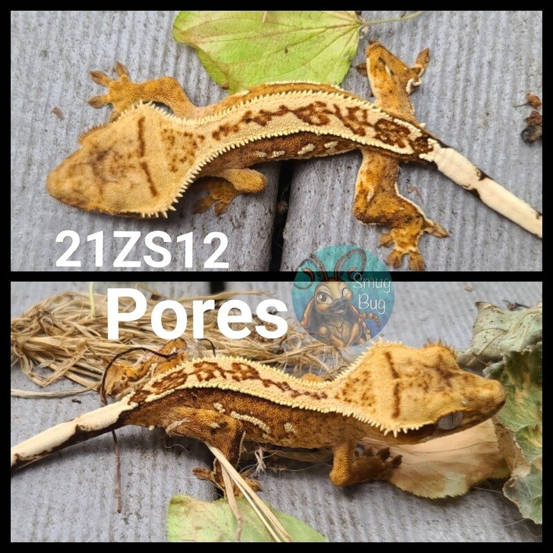 21ZS12 Yellow based partial pin harlequin crested gecko