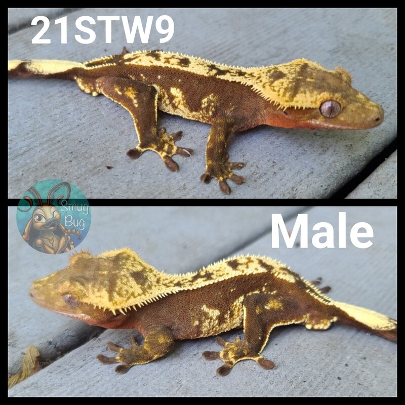 21STW9 partial pin harlequin crested gecko