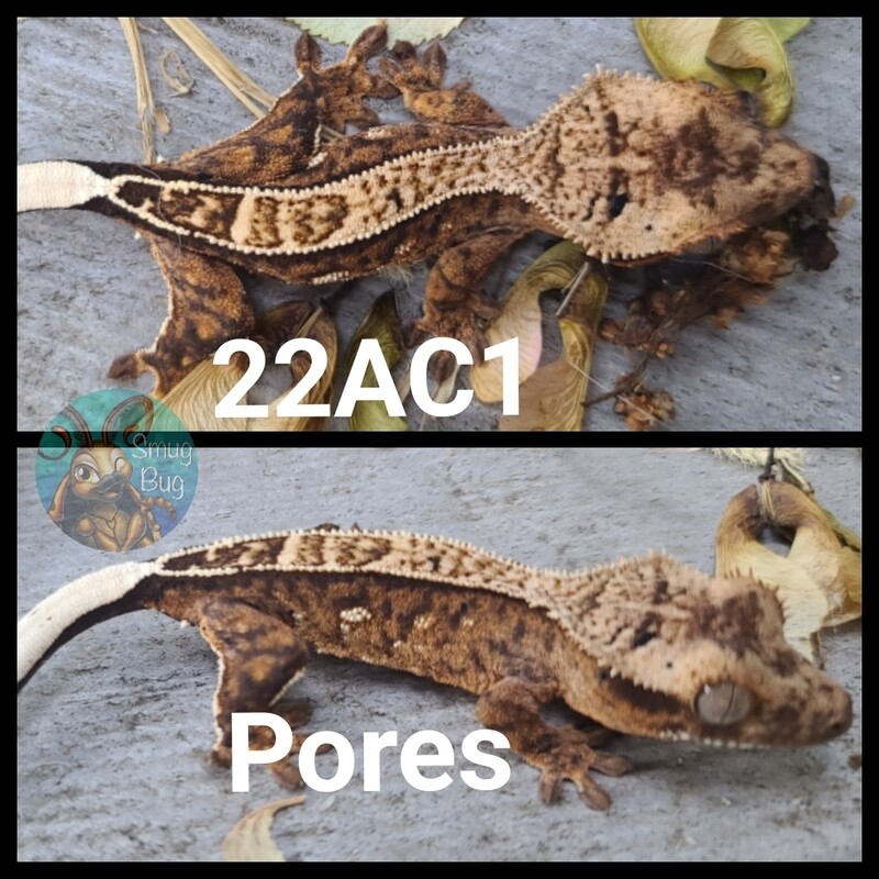 22AC1 dark based pinstripe harlequin crested gecko
