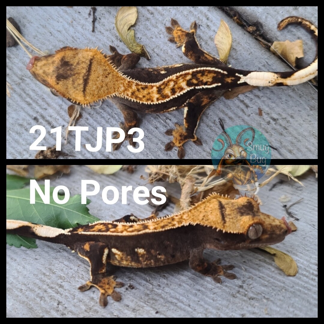 21TJP3 partial pin harlequin crested gecko
