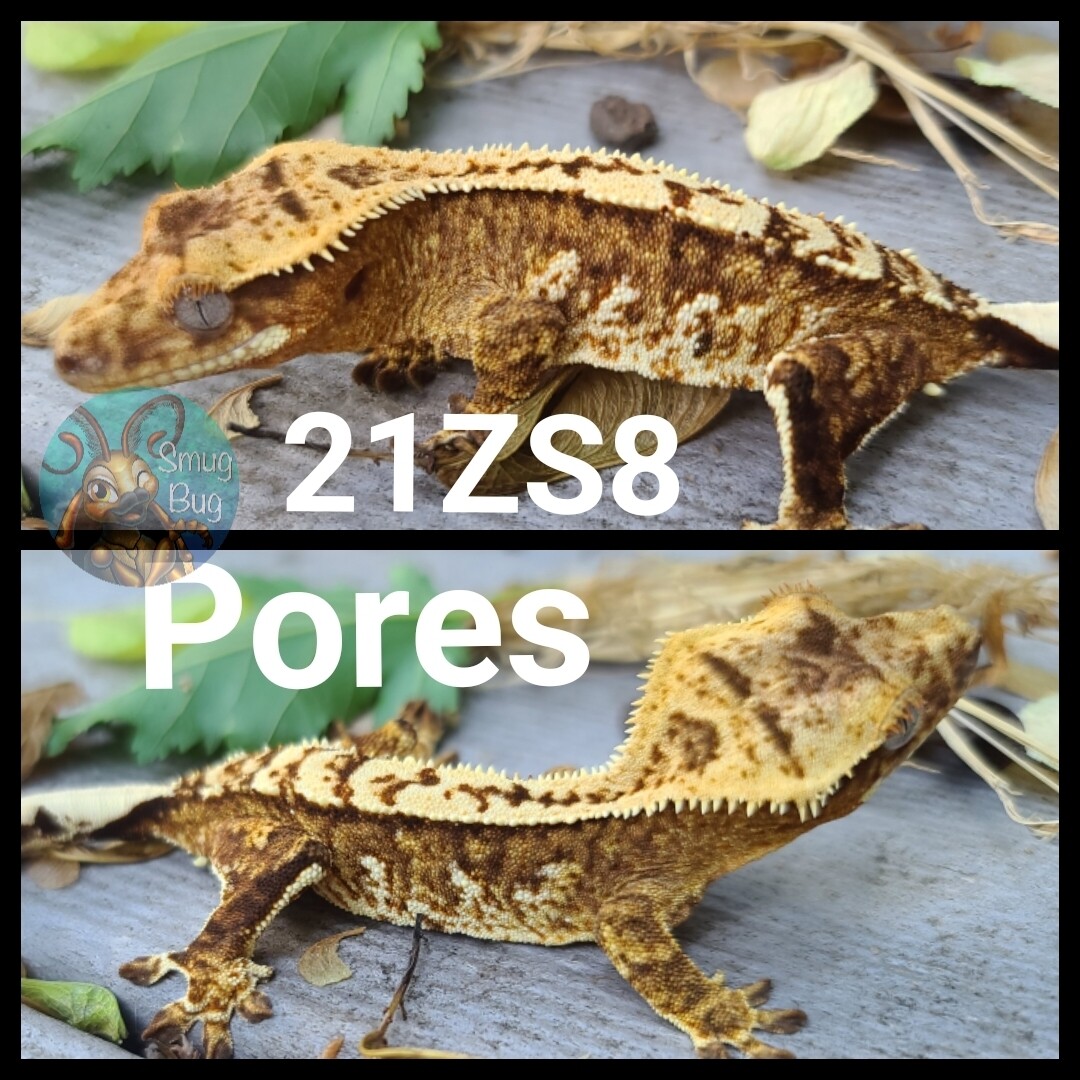 21ZS8 Yellow based harlequin crested gecko