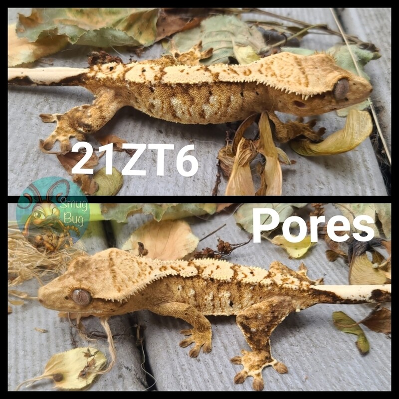 21ZT6 yellow based brindle harlequin crested gecko