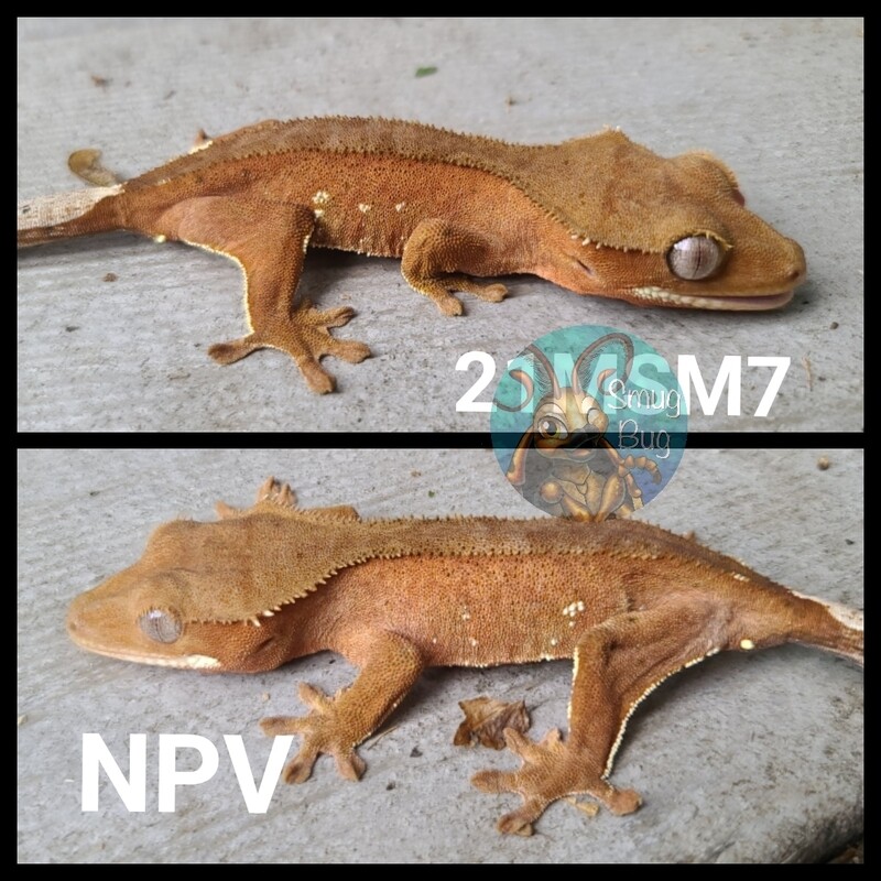 21MSM7 Red patternless with portholes crested gecko