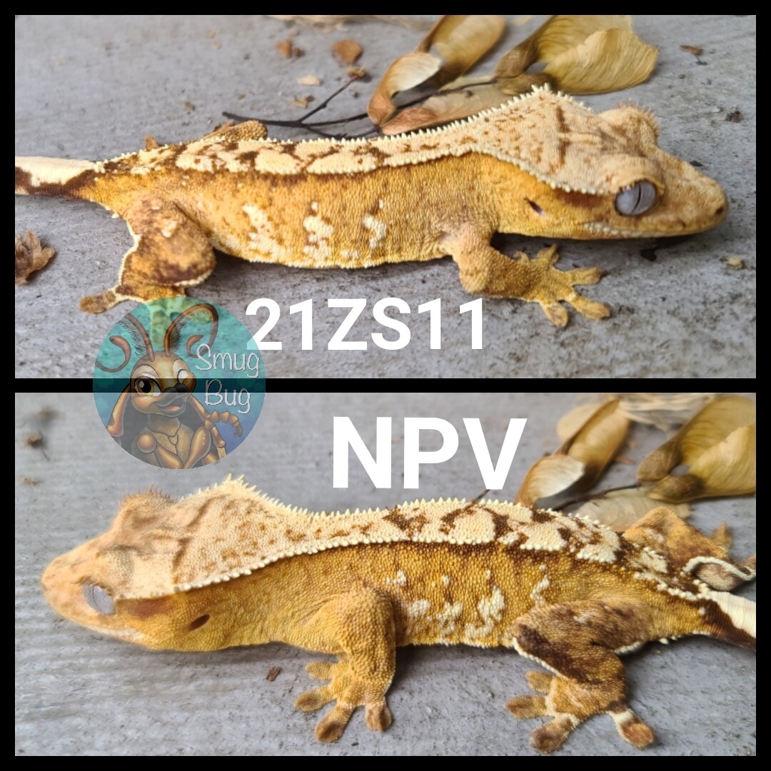 21ZS11 yellow based brindle crested gecko