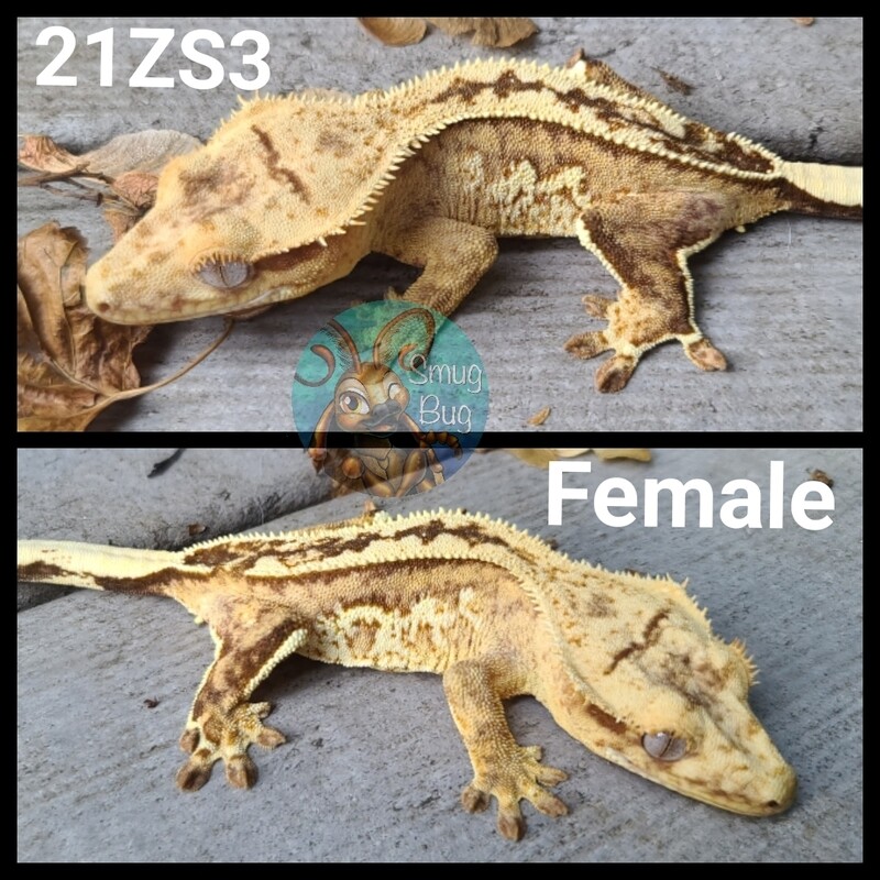 21ZS3 yellow based partial pin harlequin crested gecko