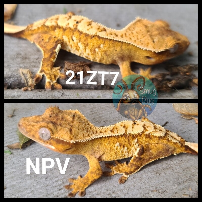 21ZT7 yellow based brindle harlequin crested gecko