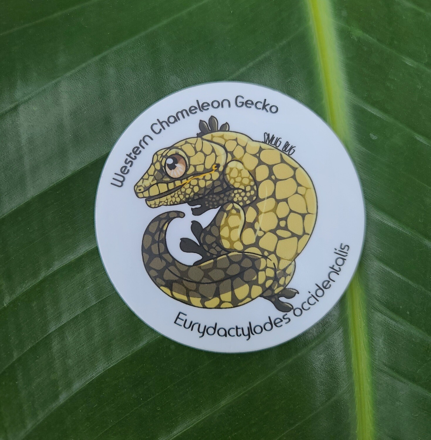 Western Chameleon Gecko Sticker (E. occidentalis)