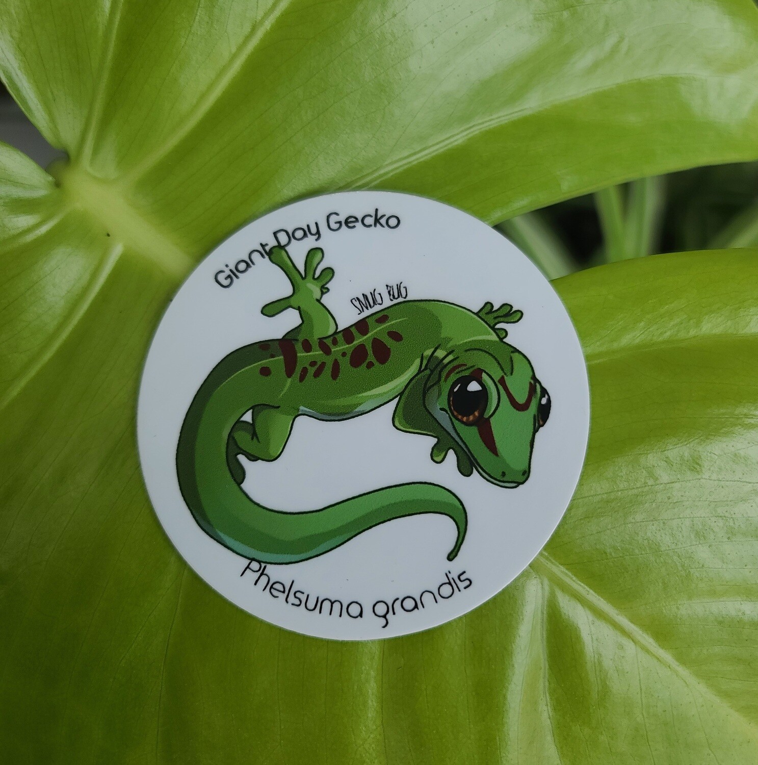 Day Gecko Sticker