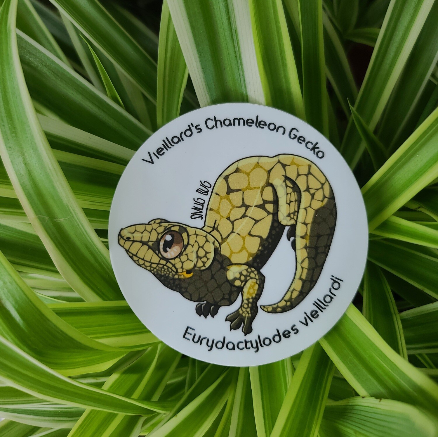 Vieillard&#39;s Chameleon Gecko Sticker (E. vieillardi)